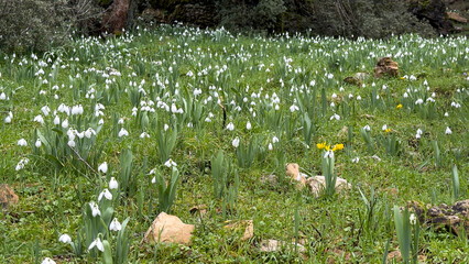 A region of elegant and cold-resistant snowdrop flowers.