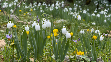 Blooming Snowdrops in Natural Meadow &ndash; Spring Landscape Background