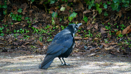 Fototapeta premium A black crow is seen perched on a tree branch and walking on the green grass below in a park setting. The bird’s dark feathers contrast with the bright foliage and lawn under natural daylight. The sce