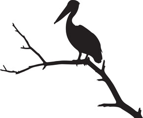  Pelican on branch in silhouette on white background.. © Sundas