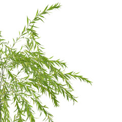 Obraz premium Plant branch isolated on transparent background. Green small tree branch isolated on transparent background. Young plant or tree leaves isolated on white background. Tree foliage PNG. Plant leaves PNG