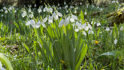 A region of elegant and cold-resistant snowdrop flowers.