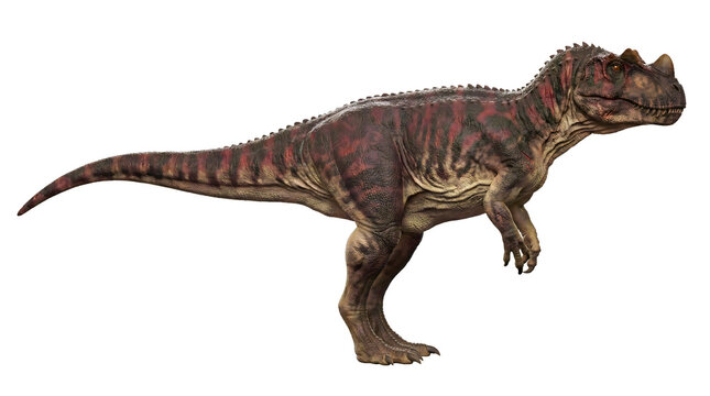 Profile view of Ceratosaurus nasicornis showing full body proportions, prehistoric predator, digital illustration isolated on transparent background.
