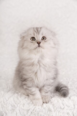 Fototapeta premium Portrait of a charming long-haired silver tabby Scottish Fold kitten looking up with curiosity while sitting on a soft white faux fur background.