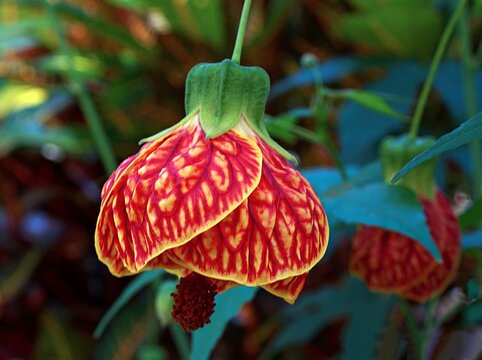 Elegant 'Red Tiger' flowering maple with yellow petals and red veining. Detailed macro portrait of an Abutilon striatum bloom against a soft natural garden background.