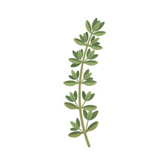 Illustration of fresh thyme herb with green leaves on a white background in botanical style