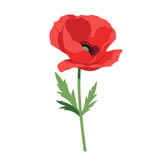 Obraz premium Vibrant red poppy flower with detailed petals and green leaves on white background illustrating natural beauty and botanical elegance