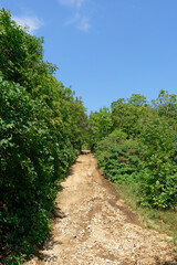 Naklejka premium A scenic dirt path through a vibrant green forest, leading to the horizon.