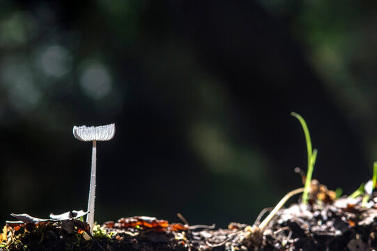Hare's Foot Inkcap mushroom (Coprinopsis lagopus). 
