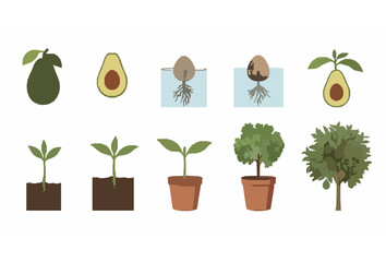 Fototapeta premium Realistic Avocado Plant Development Stages Vector Set from Seed to Mature Tree
