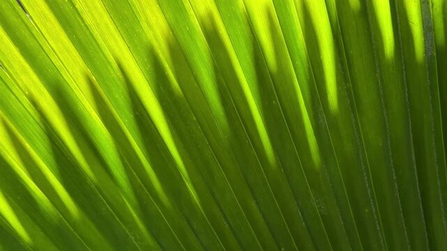 Pointed leaves of a fan palm (unidentified species) in sunlight and others behind them in shadow, all in light breeze, on a sunny day in southwest Florida. Botanical and tropical motifs.