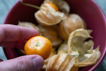 Close-Up of Physalis Peruviana Fruit