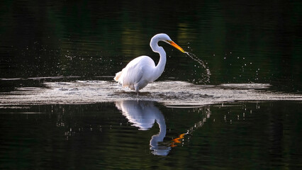 Naklejka premium The solo egret is preying on a lake in the early morning