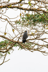 Black hawk-eagle bird of prey perching on tree branch