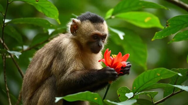 A monkey holds an orange flower in the jungle