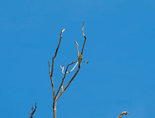 Rainbow Bee Eater High in a Tree