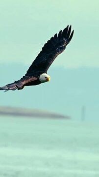 Majestic bald eagle soaring over serene water with outstretched wings