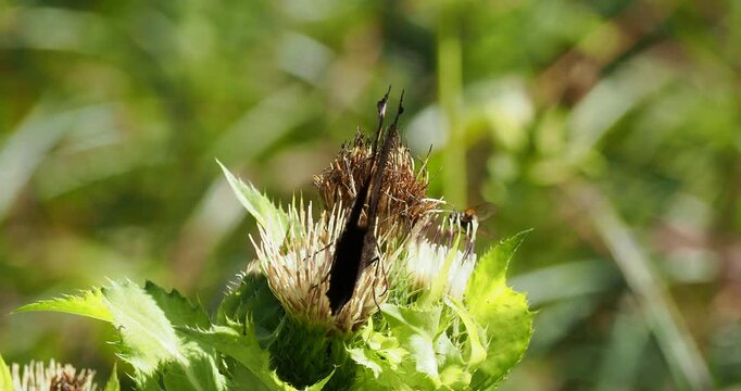 Aglais io | Peacock butterfly with rusty red wings bearing a spectacular vivid ocelli (eyes) on vermilion background reminiscent of peacock feathers
