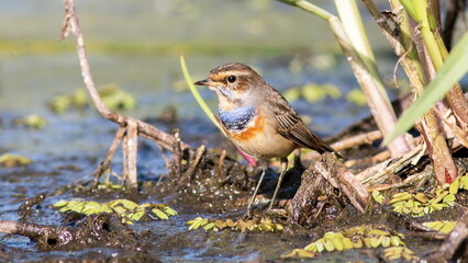 red winged blackbird
