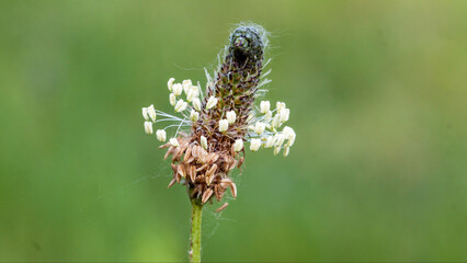 close up of a thistle