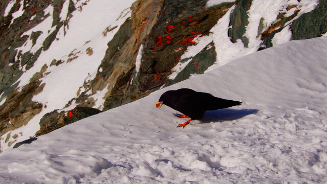 Alpendohle  (Pyrrhocorax graculus)
