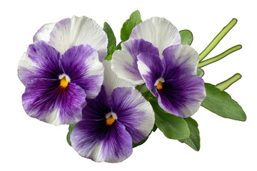 Obraz premium Close-up of vibrant pansies with purple and white petals, green leaves against black