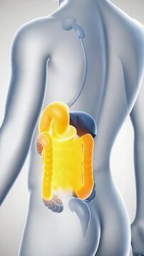 Human Digestive System: A detailed illustration showcasing the human digestive system, offering a glimpse into the intricacies of human anatomy, highlighting organs and their functions.