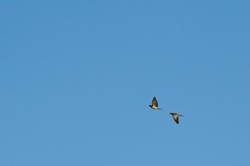 Tauben im Formationsflug auf klarem und kontrastreichen Himmel