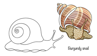 Burgundy snail © Anna