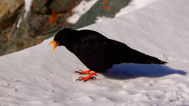 Alpendohle (Pyrrhocorax graculus)