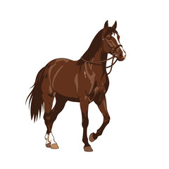Obraz premium Elegant brown horse with bridle walking on a clean white background