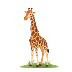 Obraz premium Cartoon giraffe standing on green grass isolated against white background
