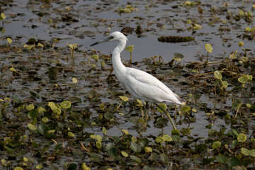 Juvenile Little Blue Heron wading in marsh vegetation in the Everglades, Florida