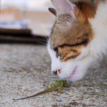 Domestic Cat and Iberian Ocellated Lizard Interaction