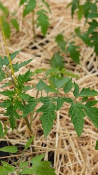 Backyard Organic Tomato Plants Growing in Straw Mulched Garden Bed, Sustainable Food Production Concept
