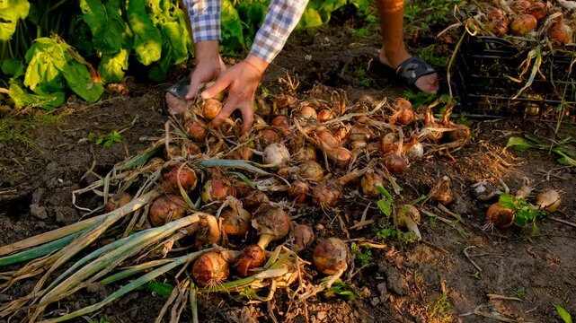 A farmer harvests onions. Selective focus.