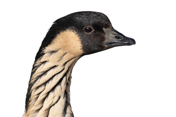 Obraz premium Hawaiian goose isolated on white background