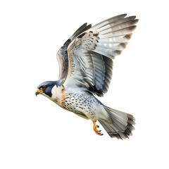 Fototapeta premium Peregrine falcon soars through the air with outstretched wings on clear white background