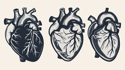 Artistic depiction of human hearts in various tones, with anatomical details and textures