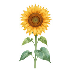 Elegant sunflower illustration with botanical style on a white background for designs