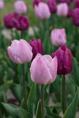 Fototapeta premium Close-up of pink and purple tulips with water drops after rain. 