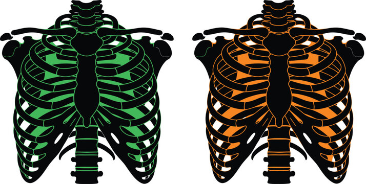 Two anatomical ribcage illustrations one green and one orange displayed side by side on transparent background silhouette high quality professional detailed modern elegant