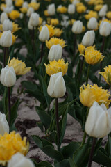 Fototapeta premium Vertical view of white and fringed yellow tulips blooming in a spring garden.