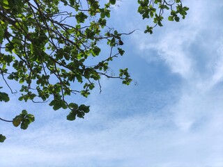 Obraz premium Natural background of green tree branches against clear blue sky with ample copy space