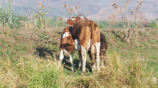 Cow nursing two calves on green summer pasture