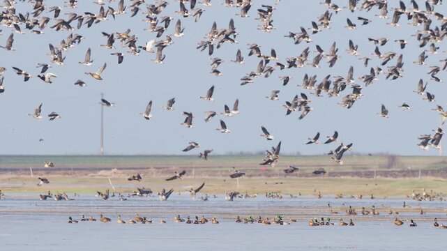 Large flock of greater white-fronted geese (Anser albifrons) taking off