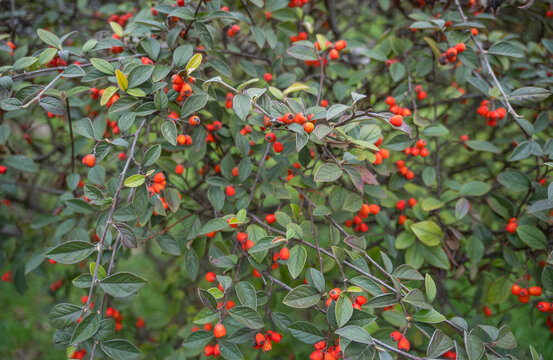 Lush green cotoneaster bush (Cotoneaster franchetii) with vibrant red berries in autumn. Close-up of decorative shrub branches with small leaves and bright round fruit