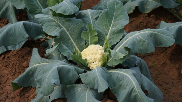 Green Cauliflower Plant with White Head &ndash; Natural Agriculture Scene.