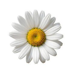 Close up of a single white daisy with a yellow center isolated on white background