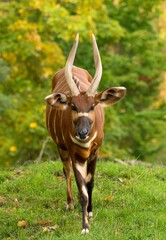 Mountain bongo © Hana